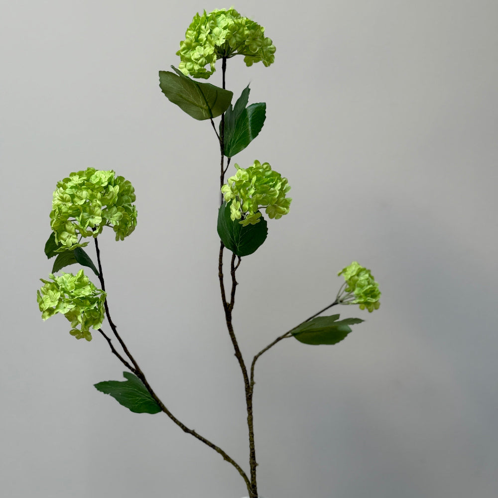 Viburnum