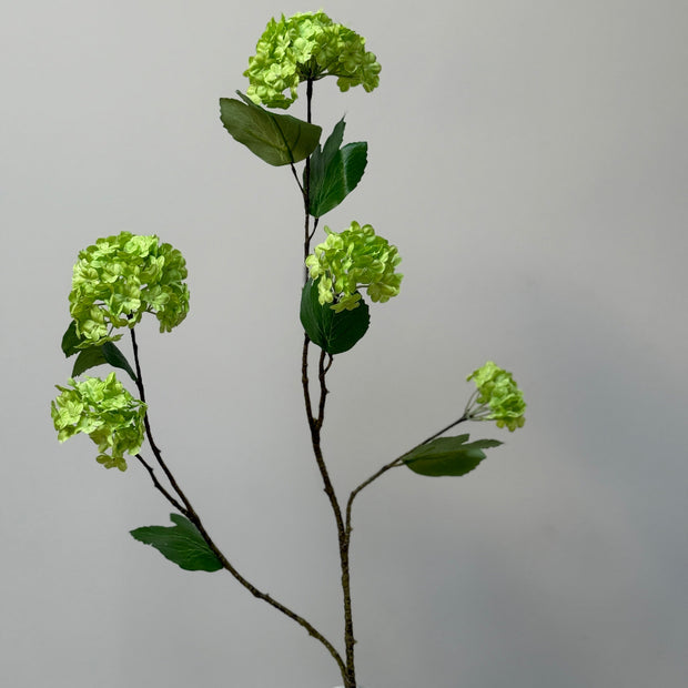 Viburnum