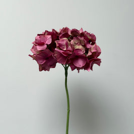 Oud roze hortentia